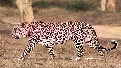 pink leopard