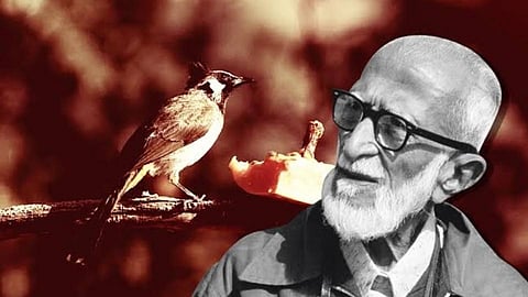 senior bird watcher salim ali