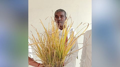 farmer