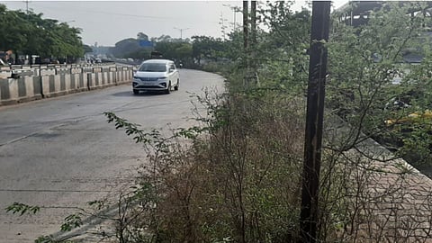 येरवड्यात आळंदी रस्त्यावर काटेरी बाभळी व झाडे-झुडपामुळे विद्रुपिकरणात भर
