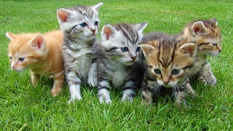 Cats
