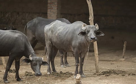 म्हैस दूध देईना; मालकाची थेट पोलिसांत तक्रार!