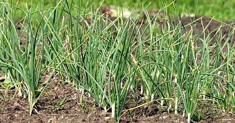 Garlic Farming