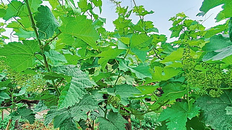 Grape from Nashik district will be available in January 2022
