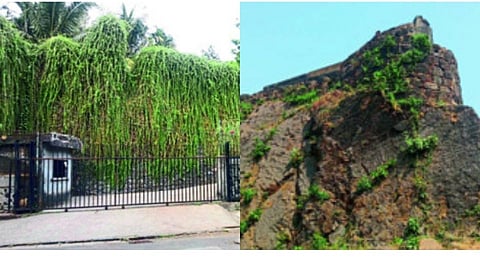 Sion Fort