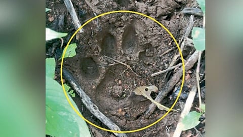 Kolhapur : चंदगड वनक्षेत्रात वाघाचा अधिवास