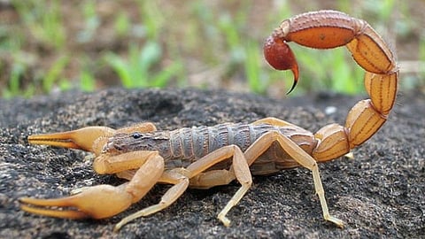 Scorpion