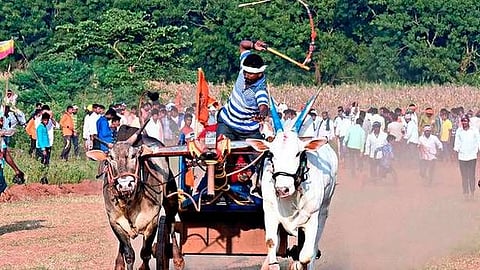 Bullock Cart Race