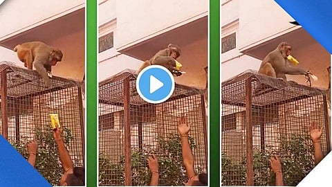 monkey