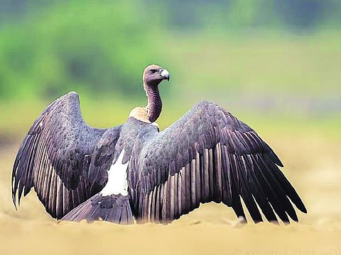 दक्षिण रायगडमध्ये गिधाडांना जगवण्यासाठी वणवण