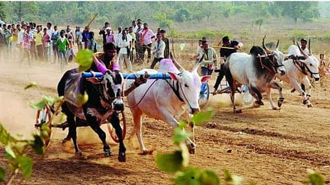 Bailgada-Bullock Cart Race
