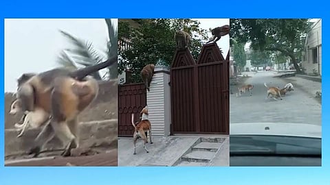 Monkey and Dog Fight