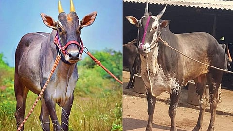 Top bull in the Bullock Cart Race