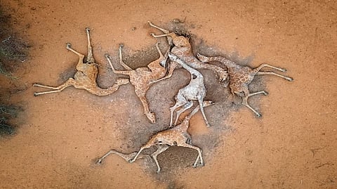 Dead giraffes