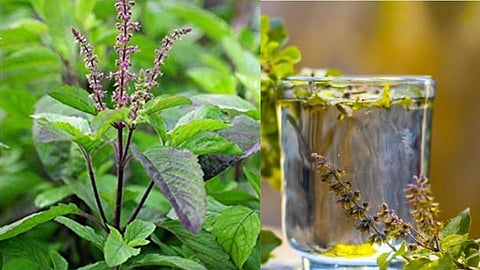 Tulsi