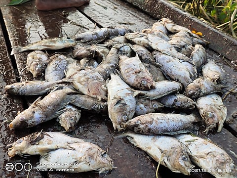 Dead Fish