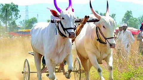 Bull race