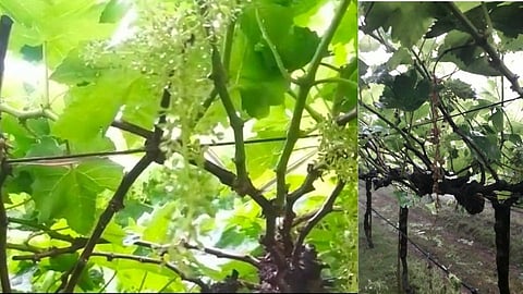 इंदापूरमधील द्राक्षबागांना फटका