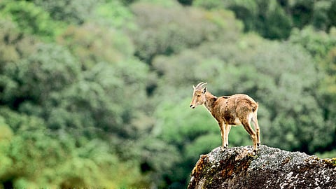 Periyar Forest