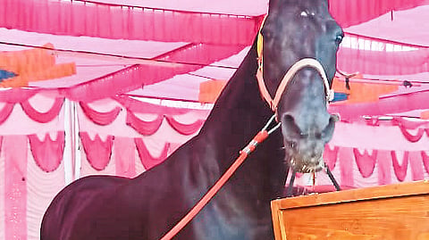 Ravan Horse