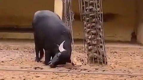 वा गं म्हशी! वाचवलास कासवाचा जीव: Video Viral
