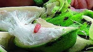 गुलाबी बोंडअळी