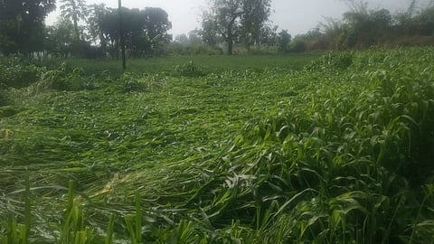 hingoli