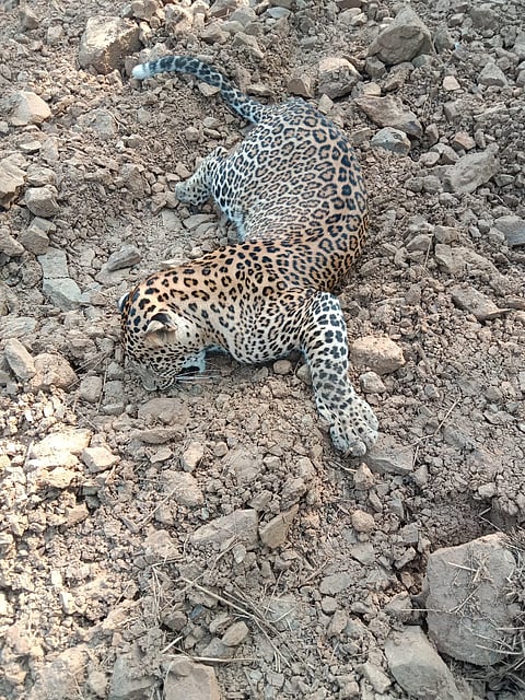 Panther death