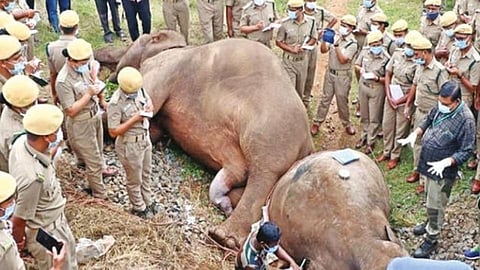 Elephant Task Force