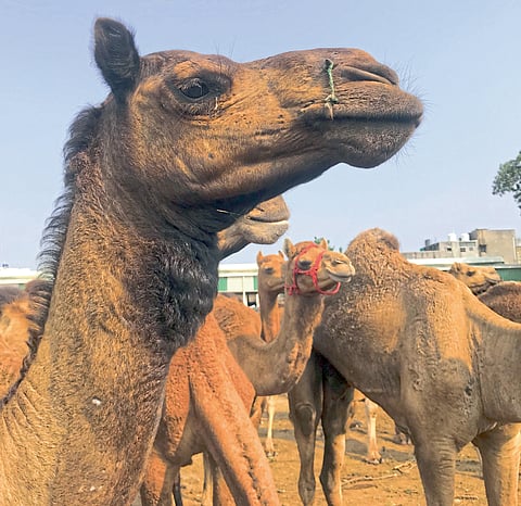 camel