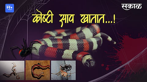 Spider Eating Snake