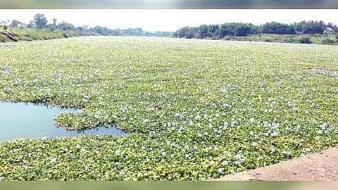 krishna river