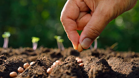Farmer seed purchase