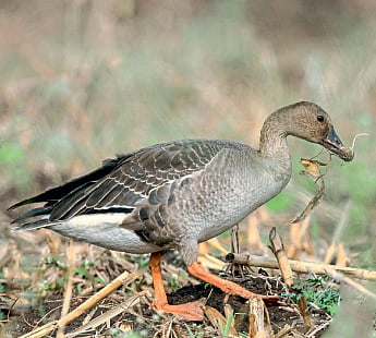 bird