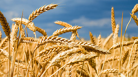 rabbi crop