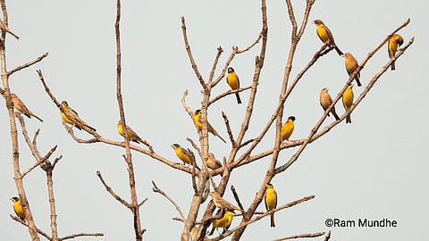 Birds