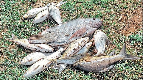 panchganga dead fish