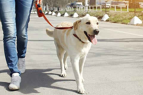 Pet Dog