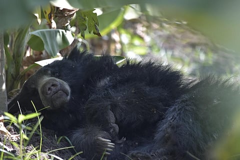 bear