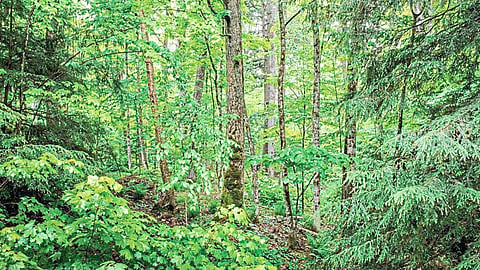 Forest