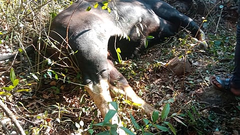 Male Indian Bison