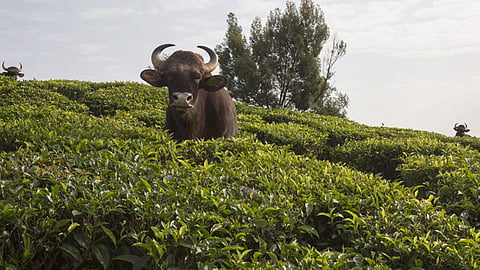Indian Bison