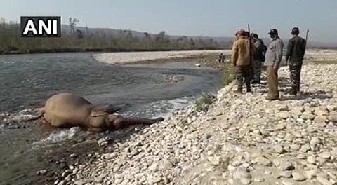 An elephant was found dead in Saung river in uttarakhand