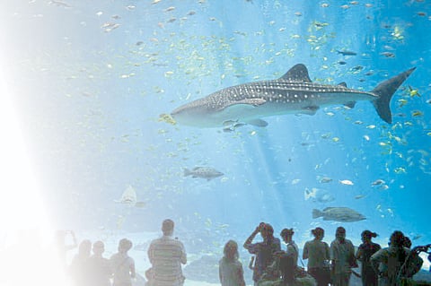 change Sindhudurg in Sea World Tourism reach international level