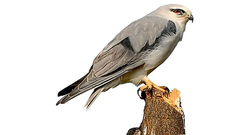 kapshi black kite
