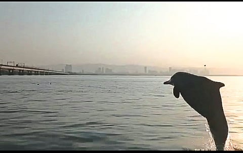 Dolphin fish