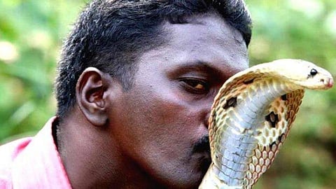 Snake Catcher Vava Suresh