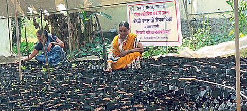 Medicinal plant