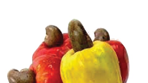 cashew damage