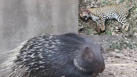 The death of a leopard